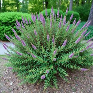 Native flowering shrub in a Raleigh NC residential landscape